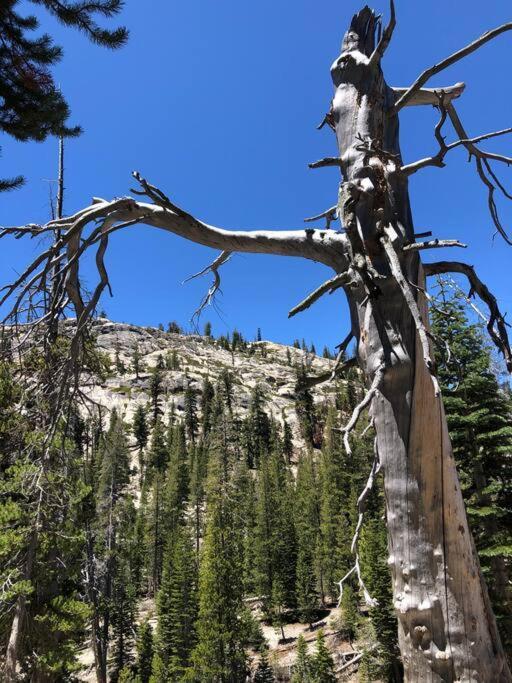 Mammoth Awesome Location-1 Min To Shuttles & Food! Toml-Cpan-11402 Apartment แมมมอธ เลกส์ ภายนอก รูปภาพ